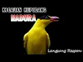 Lagu SUARA KEPODANG LOKAL MADURA