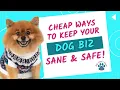 How I Set Up My Home Dog Daycare and Boarding Business The Setup I Wish I Had From Day 1
