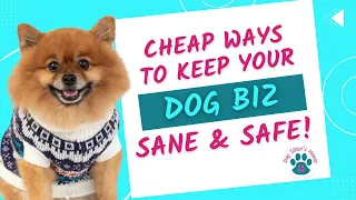 How I Set Up My Home Dog Daycare and Boarding Business The Setup I Wish I Had From Day 1