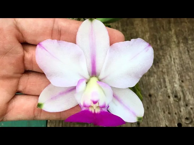 COMO CULTIVAR ORQUÍDEAS 3