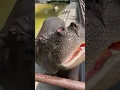 Download Lagu Jiumei hoopt dat als ik mijn kont op jou leg, je nog steeds kunt lachen zoals ik nu doe als ik de h