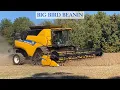 Download Lagu Big Bird Beanin