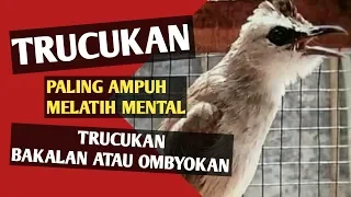 Download Paling Ampuh Melatih Mental Trucukan Bakalan atau Ombyokan MP3