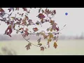 Nat King Cole-Tis Autumn