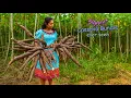 Download Lagu Biggest bundle of Cassava we've ever harvested! I made creamy curry \u0026 easy dessert | Traditional Me