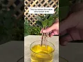 Download Lagu Grow Camellia for Free: Easy Cutting Propagation! #camelliacutting #easypropagation #gardeningtips