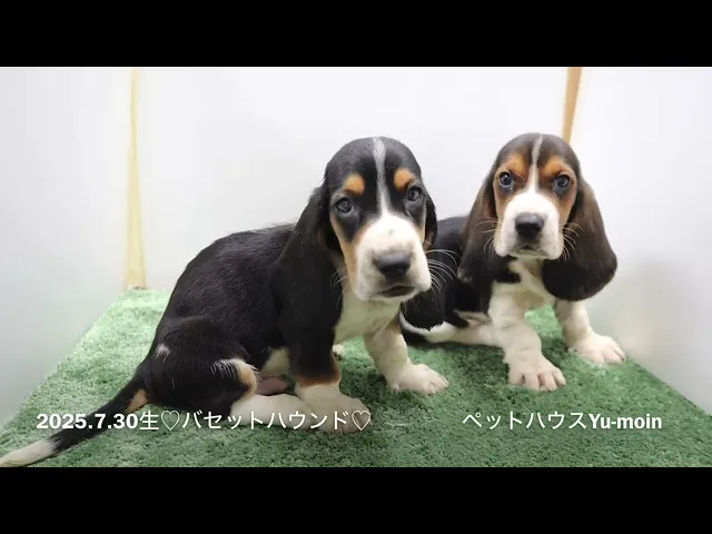 動画
