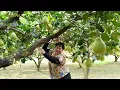 Download Lagu Viral ‼️ Sulastri 15 goyang crit di Kebun jeruk Bali . Angkatin keranjang sampe gregaji dahan jeruk.
