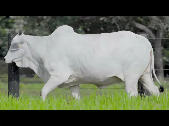 Novilha Nelore LSA - 1768