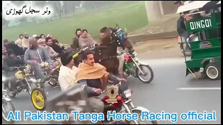 sajal ghori race mardan 01 february 2026 tanga race horse horseriding viral 