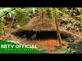 20 Bowerbirds Build BETTER Love Nests Than You Wildlife Documentary BBTV