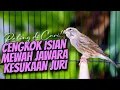 Lagu MATERI ISIAN MEWAH JAWARA ! MASTERAN KENARI ISIAN BLACKTHROAT GACOR PALING DICARI #53