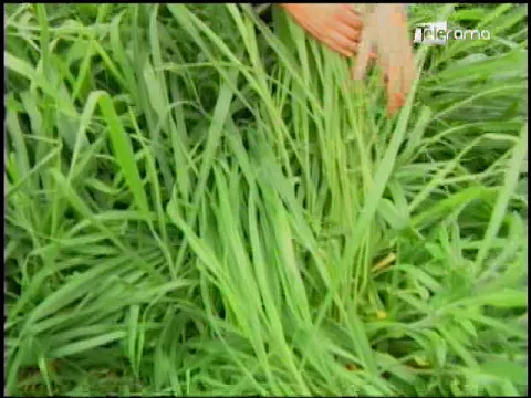 Ecuador Agropecuario 01-03-2018