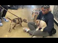ERICCA Dog Trainer At Petco