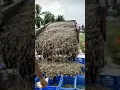 Download Lagu Vannamei prawn  harvesting amazing video.
