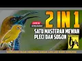 Download Lagu 🔴  LIVE masteran mewah untuk burung PLECI dan SOGON
