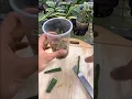 Download Lagu Orchid easy Propagation #gardening #plants #flowers #propagation
