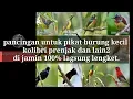 Lagu Suara pikat segala burung kecil 100% ampuh di jamin lagsung legket