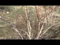 Download Lagu How to Prune a Blueberry Bush