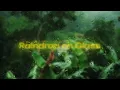 Rain Drop on Glass Premiere Pro template