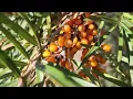 Download Lagu Sea Buckthorn (Hippophae rhamnoides) orange berry shrub growing in Sherwood Park, AB | TreeTime.ca