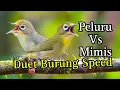 Download Lagu Peluru Vs Mimis Duet Burung Speed Bikin Rajin Jos Kecial Kuning Jos Gacor