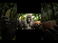 Download Lagu Cara membuka kelapa dengan pisang