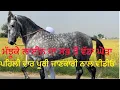 Lagu Biggest Horse Of India Of Majhuke Blood Line PATWARI sire TANK
