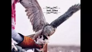 شيلة بيض الله وجه الايام وظروف الحياه دندنها