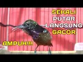 Download Lagu HITUNGAN DETIK Konin ANDA langsung jadi GACOR dan NGAMUK dengan pancingan kolibri ninja ini