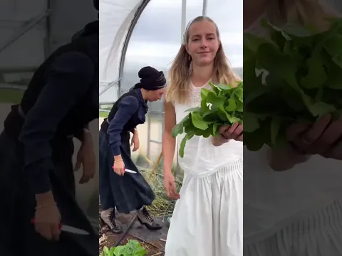 Shopping at the Farm Stand
