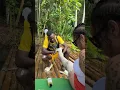 Bamboo Rafting Limestone Massage In Montego Bay Jamaica