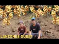 Download Lagu Mga Lanzones Hitik  sa Bunga Natuklasan sa Bagong area... Pagtatanim ng gabi 