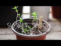 How to grow Summer Savory from seed Semai Summer Savory Tanaman Herb Sejuta Manfaat