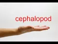 How to Pronounce cephalopod - American English