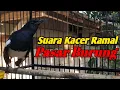 Download Lagu suara kacer ramai di pasar burung