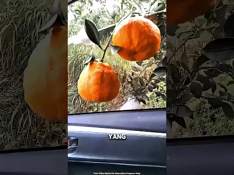 Dia coba panen buah cuma lewat kaca mobil 😱🚗 #viralvideo”