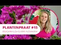 Download Lagu Plantenpraat #15 | Bougainvillea glabra ‘Alexandra’