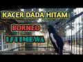 Download Lagu SUARA BURUNG KACER BORNEO NONSTOP ISTIMEWA