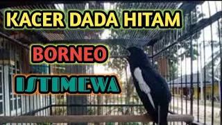 suara burung kacer borneo nonstop istimewa