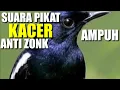 Download Lagu SUARA PIKAT KACER PALING AMPUH || KACER LIAR DAN BANDEL LANGSUNG RESPON | [2021]
