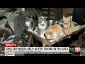 72 cats 3 dogs rescued from Ashtabula County biohazard hoarding ACAPL