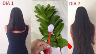 É só Misturar nas FOLHAS DE GOIABA e não precisa mais GASTAR com TÔNICO CARO!