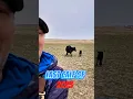 Download Lagu Last calf of 2023 was born yesterday.  I think we left the meanest cow for last. #cow #calving #run