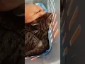 She was severely dehydrated and is now at the vet receiving IV fluids