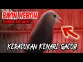 Download Lagu BIKIN GEGER!! Burung Emprit Kaji Kerasukan Kenari Gacor | Masteran dan Pancingan burung lainnya