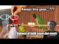 Lagu Khasiat tak terduga ASAM dan MANIS untuk Semua burung pemakan buah‼️