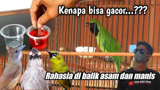 Download Khasiat tak terduga ASAM dan MANIS untuk Semua burung pemakan buah‼️ MP3