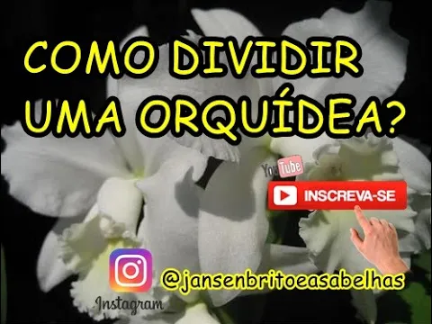 COMO DIVIDIR UMA ORQUÍDEA?