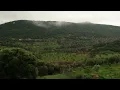 Rainy Hill Covered in Olive Trees | Natural Ambience | One Place, Some Moments #6 | 4K Nature Video